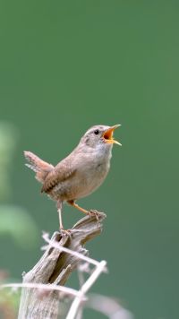 冬鹪鹩鸟张嘴欢唱，仿佛是大自然的歌手，唱得如此婉转动听