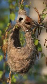 白冠攀雀自有筑巢的高超技巧，巢精心编织的像一个小箩筐