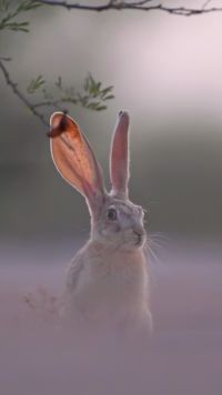 塔里木兔子那双大长耳朵，时刻都在聆听周围的威胁