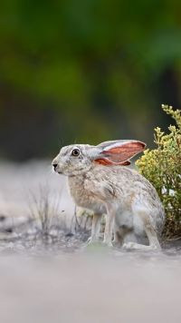 这只小兔子坐在草地上，大大的粉色耳朵像扇子，眼睛直勾勾地观察周围的一切
