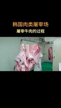 韩国肉类屠宰场，屠宰牛肉的过程