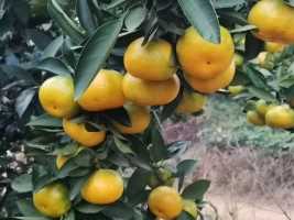 柑橘丰收的季节，也祝大家中秋国庆快乐
