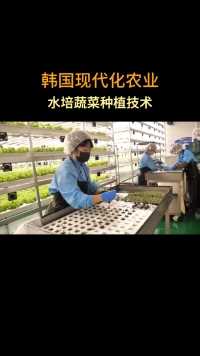韩国现代化，科学水培蔬菜种植技术