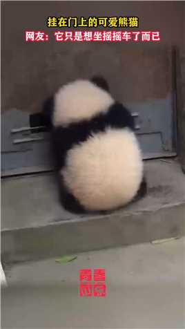 挂在门上的可爱熊猫太萌啦，网友：它只是想做摇摇车（剪辑：王金钞 中国石油大学华东 来源：@树上有只熊）