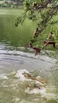 为了救掉入水中的孩子，小猴子他爸他妈和他二姨夫奋不顾身地冲进了水中……