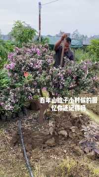 桃金娘也叫山捻子开花漂亮结果又好吃