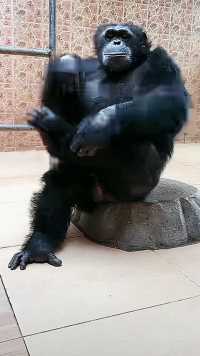 黑猩猩才艺表演——倒立、俯卧撑………