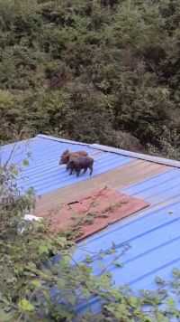 母猪上屋顶了