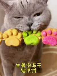 沉浸式吃猫爪饼冻干#科学养宠攻略 #萌宠好物 #新手养猫 #猫零食 #萌宠养成记