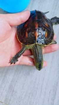 花龟呛水差点嘎了，幸好救助及时。#花龟#珍珠龟