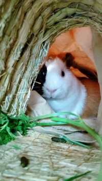 偷窥神秘洞穴里的可爱鼠鼠吃东西 荷兰猪躲在这里满满的安全感