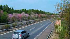 潮南区高速公路上两边的花，像是给高速公路镶上了两条花边