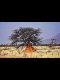 Namibia etosha national park 1