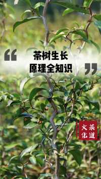 你每天喝的茶叶 ，你知道茶树的生长原理吗