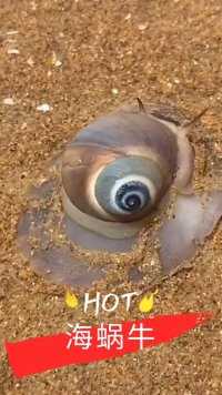 一只海蜗牛