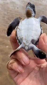 发现了一只搁浅的小海龟
