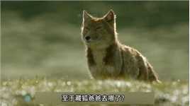藏狐：狐到中年，身不由己