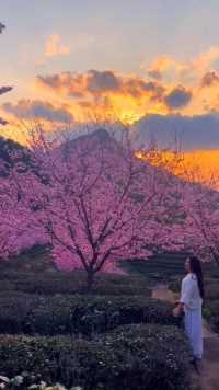 樱花树下看日落是件很浪漫的事 # 落日与晚风 # 樱花