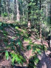 Riverview forest trails at Coquitlam 
#森林氧吧 #随走随拍大自然的美 
#记录我的海外生活