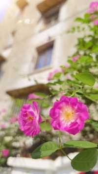 这个阳光明媚的清晨，蔷薇花开了，而且开得这样盛，这样艳，密密匝匝的花朵铺满了整个院墙，铺满了我整个心扉，满溢的，都是芬芳。🌺🌺🌺🌺🌺🌺