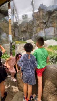 带小圣和Kiki在香港海洋公园看熊猫