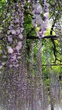 紫藤挂云木，花蔓宜阳春。密叶隐歌鸟，春风流美人。