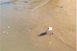 大沙岙岩石滩赶海的收获！还有在南麂岛上偶遇的一级保护动物——黑脸琵鹭，距离近到手机也能拍到。