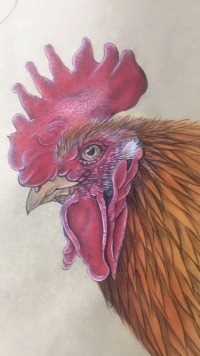现在只有一个成语能描述这只鸡，那就是雄鸡独立！#创意绘画 
