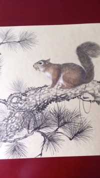小松鼠真的是好可爱，看的我也想养一只。#创意绘画 
