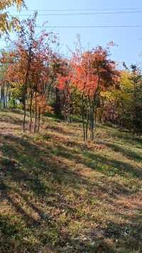 秋天的红叶，美了岁月，醉了流年。
只因红了那一树的叶，才会美了这一季的秋…
秋天带着好运来了。