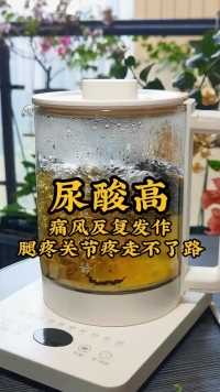 尿酸高，痛风反复发作，试试这碗菊苣降酸茶