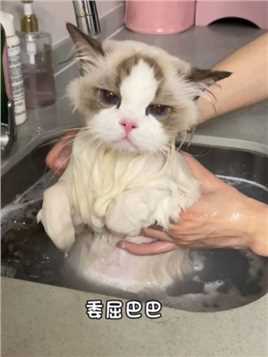 小胖猫：把我放洗菜池里洗 是准备要下锅了嘛 委屈～