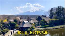 富士山下的忍野八海位于山中湖和河口湖之间的忍野村，错落有致的散布着八个清泉小池。于2013年作为富士山的组成部分，被列入世界文化遗产#我的旅行日记