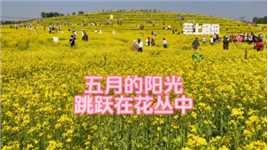 五月的阳光跳跃在花丛中，春风伴花香，春光惹人醉，春游北京温榆河郊野公园#我的旅行日记