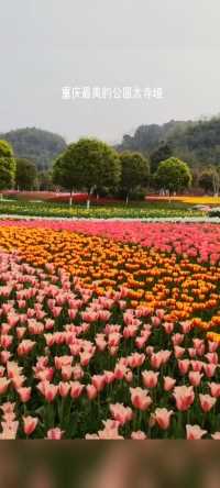 重庆太寺垭森林公园！感受大自然的美。带你一起看郁金香花海
