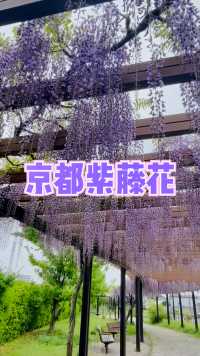 京都上下水道局紫藤花。设施境内紫藤花会更美，要进里边得排队，懒人不愿意等，只拍外边的花打道回府了。