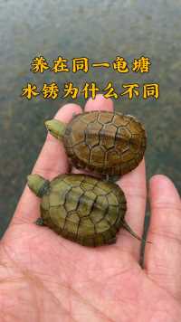 黄喉龟养在同一龟塘,为什么水锈轻重不一样?#皖喉 #水龟 #陆龟