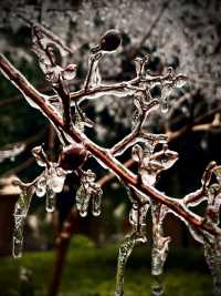 冬之美：冰掛滿樹如花開