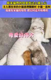 母爱好伟大，猫界的母爱也这么暖人心