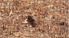 说实话，藏在芦苇里的红角鸮，我也是第一次见。它们去湿地干什么。