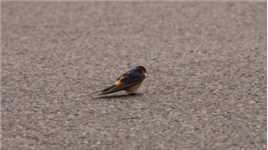 别看燕子小，它会走路，麻雀只会双腿蹦。