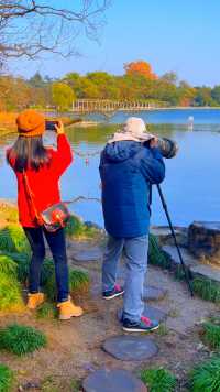 《西湖边拍鸟》：最近，在杭州西湖边能拍到许多候鸟和留鸟。这次进入镜头的有绿头鸭、黑水鸡、小鸊鷉、斑嘴鸭、鸬鹚、鸳鸯、普通秋沙鸭等。