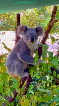 《玩在昆士兰》之一：考拉吃桉树叶的萌样。在昆士兰州黄金海岸市的可伦宾野生动物园，管理人员正在将新鲜的桉树叶喂给3只考拉吃。考拉中文名树袋熊，是澳大利亚特有类群，分布在昆士兰州东南部、维多利亚州等地。树袋熊每天睡眠17-20小时，具夜行性，性情温顺，具领域性，通过在树基部留下排泄物进行领地标记，以桉树叶及其嫩枝为食，寿命13-18年。考拉是澳大利亚的标志性动物，也是世界上最有魅力的哺乳动物之一。