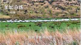 《新西兰南岛游》七：羊如白练。一队数于千计的羊群，在山坡下的草地上奔跑前行，象一条白色的丝带飘动在绿草丛中。一镜到底，摄于2024年2月28日上午，新西兰南岛峡湾国家公园阿特霍尔牧场。