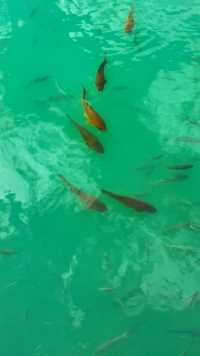 《西藏见闻》十二：巴松措有以虹鳟鱼为主的五六种冷水鱼。巴松措是绿色的，是那种淡淡的玉石般没有杂质的绿色。湖水清澈得可以看见两三米下成群游动的鱼儿。