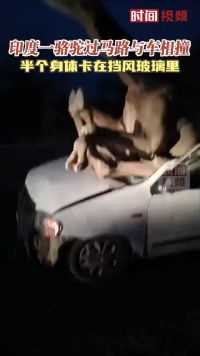 印度一骆驼过马路与车相撞 半个身体卡在挡风玻璃里