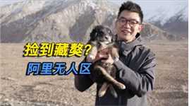 自驾西藏阿里无人区，捡到一只狗像藏獒，要发财了能带走吗？