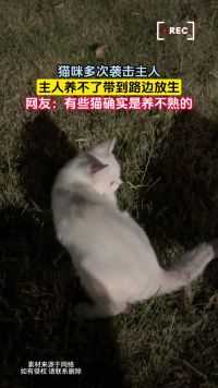 猫咪多次袭击主人，主人养不了带到路边放生，网友：有些猫确实是养不熟的