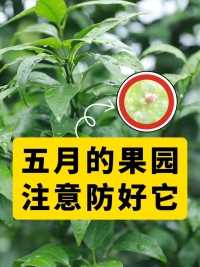 五月柑橘园红蜘蛛易爆发，防控及管理措施#快窒螨红蜘蛛方案