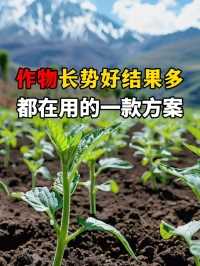 果树蔬菜种植，这样管理，长势好挂果多#肥大肥二甲壳素海藻精钾 #微生物菌剂 #水溶肥厂家